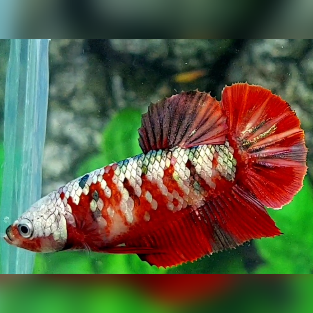Red Copper Koi Galaxy HMPK Female For Sorority / Breed