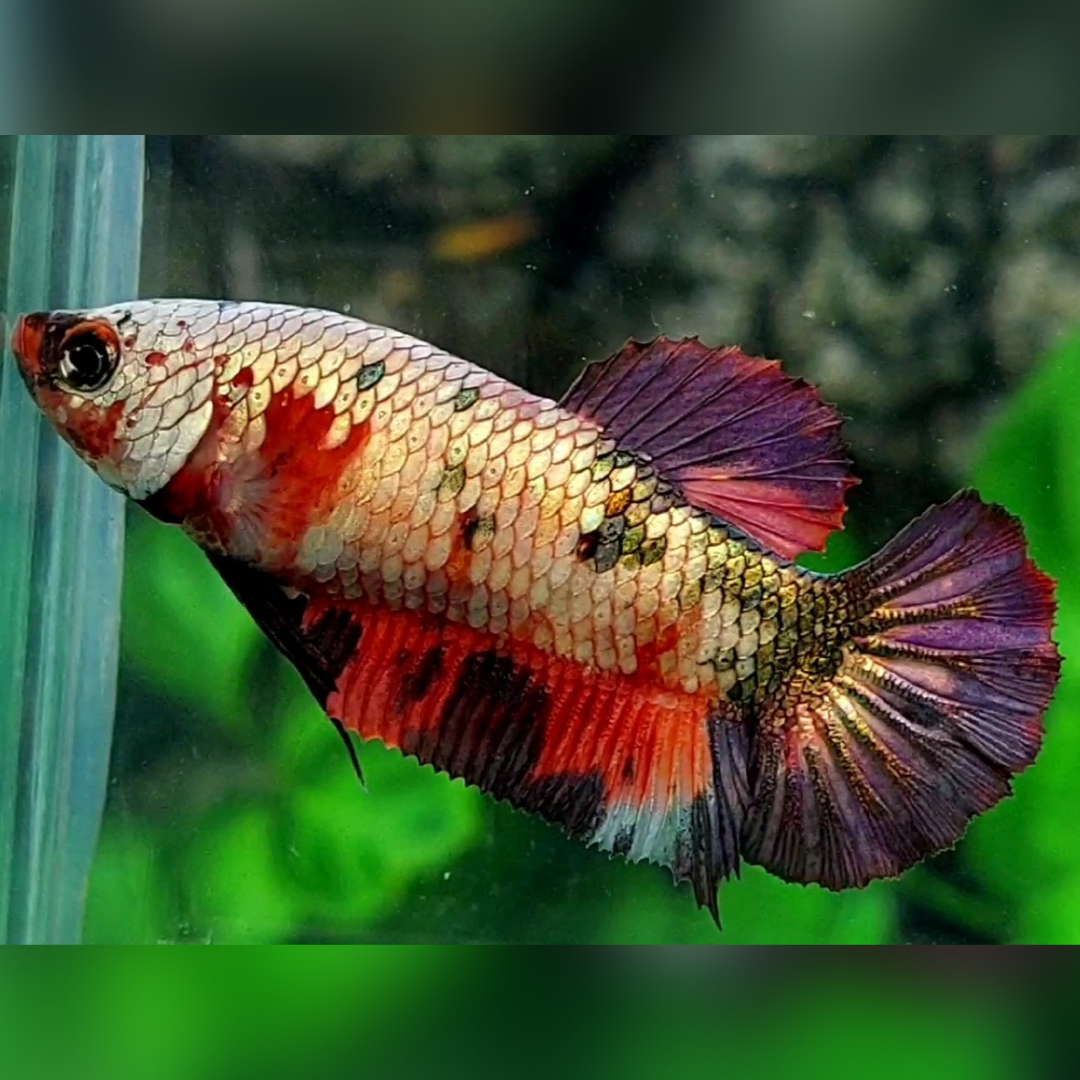 Red Copper Purple Gold Fancy HMPK Female For Sorority / Breed