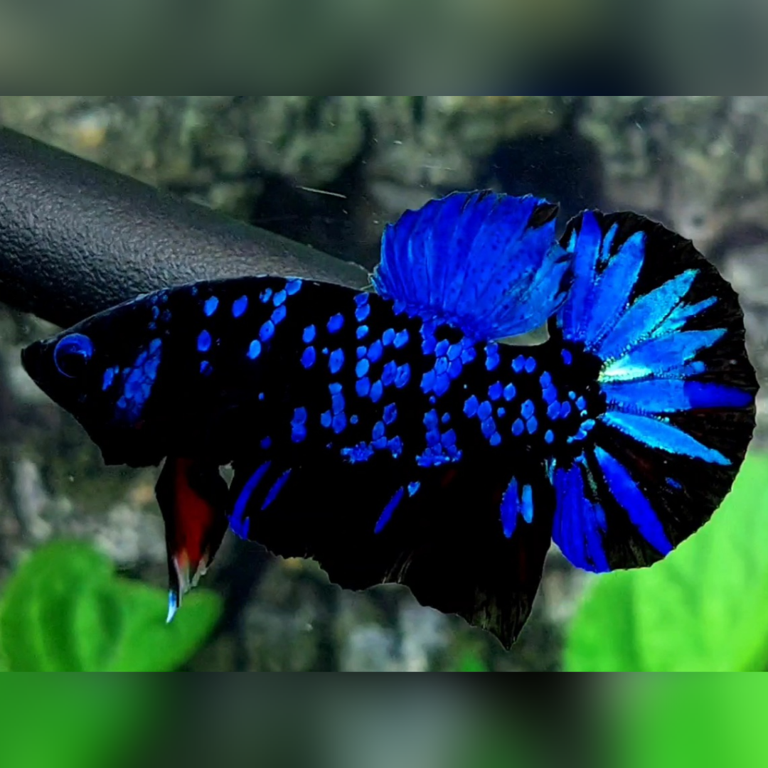 Avatar Gordon Blue HMPK Male