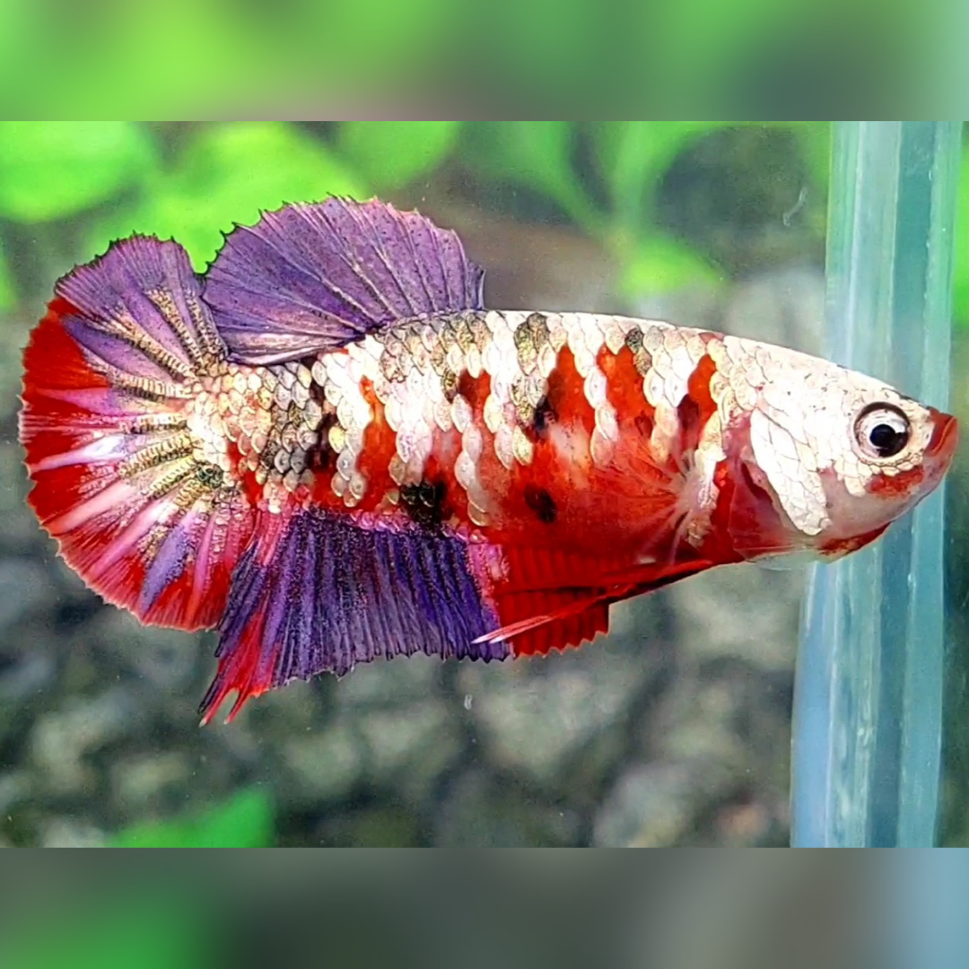 Red Copper Purple Gold Galaxy HMPK Betta Fish Female For Sorority / Breed #RKC