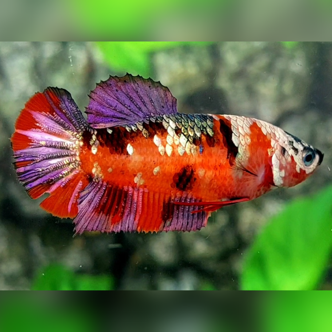 Red Tiger Copper Purple Gold Galaxy HMPK Female For Sorority / Breed #RKC