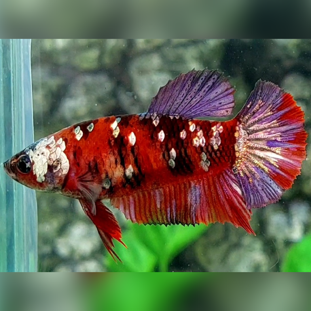 Red Tiger Copper Purple Galaxy HMPK Female For Sorority / Breed #RKC