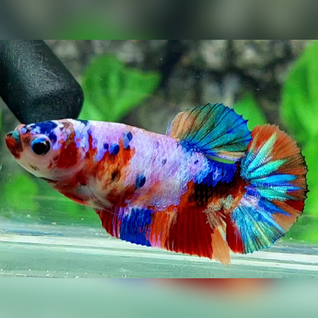 Multicolor Candy Galaxy HMPK Betta Fish Female For Sorority / Breed