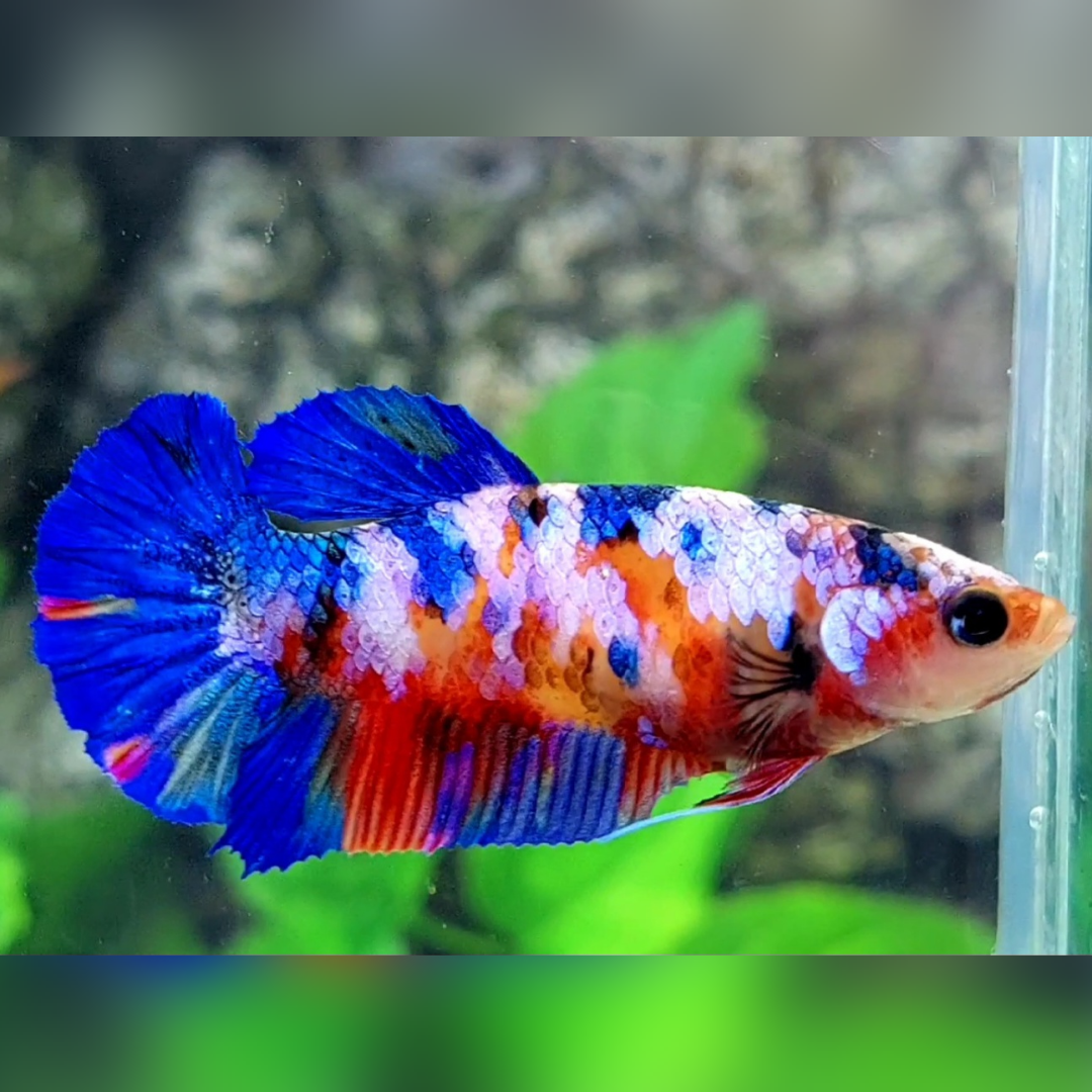 Multicolor Candy Galaxy HMPK Female For Sorority / Breed
