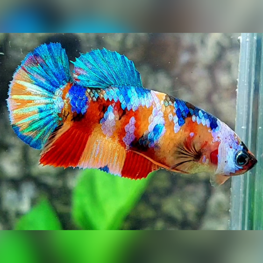 Multicolor Yellowbase Galaxy HMPK Betta Fish Female For Sorority / Breed