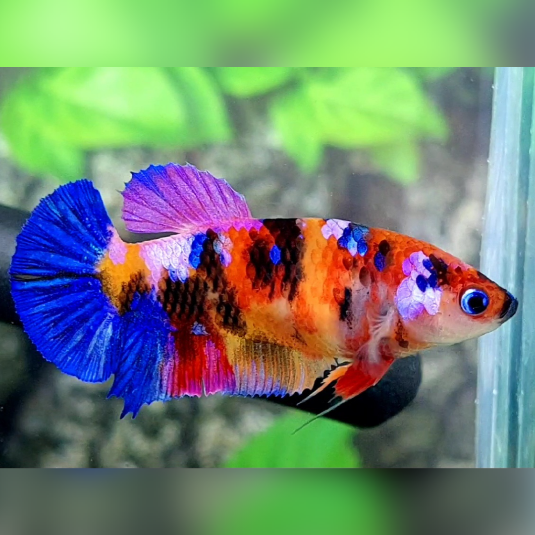 Multicolor Candy Galaxy HMPK Betta Fish Female For Sorority / Breed