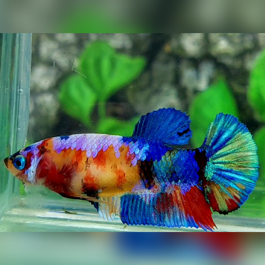 Multicolor Candy Galaxy HMPK Female For Sorority / Breed