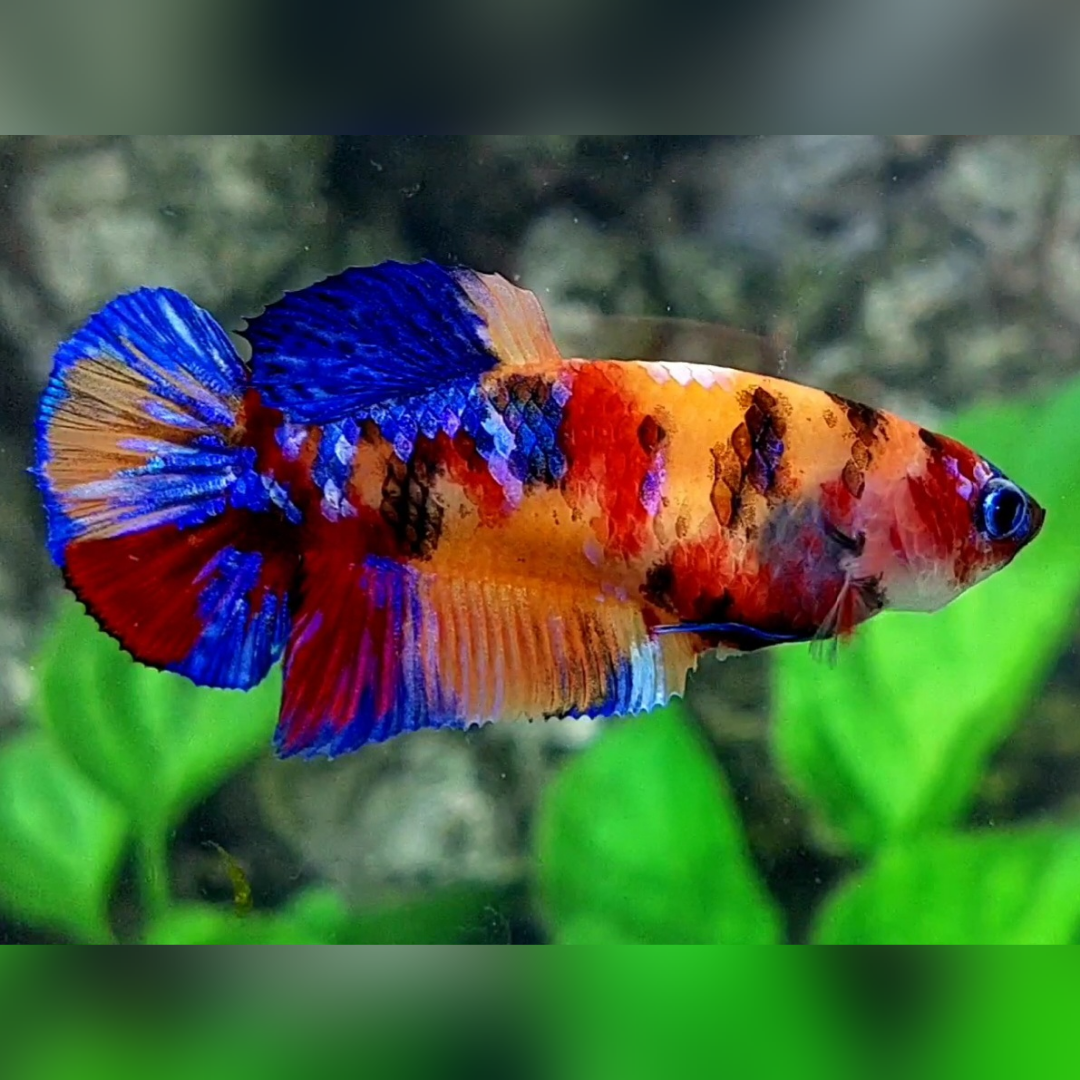 Multicolor Candy Galaxy HMPK Female For Sorority / Breed