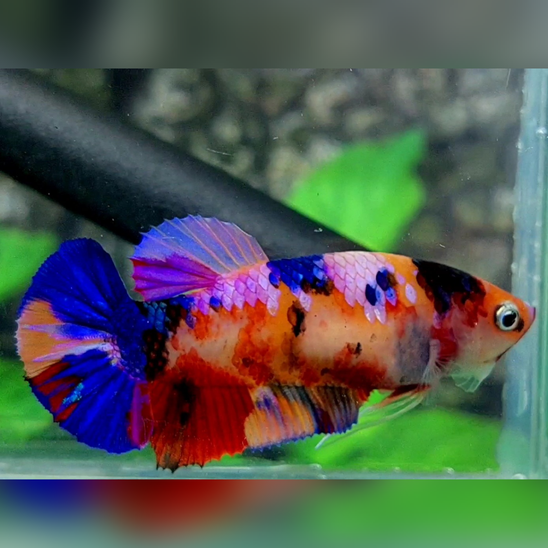 Multicolor Candy Galaxy HMPK Female For Sorority / Breed