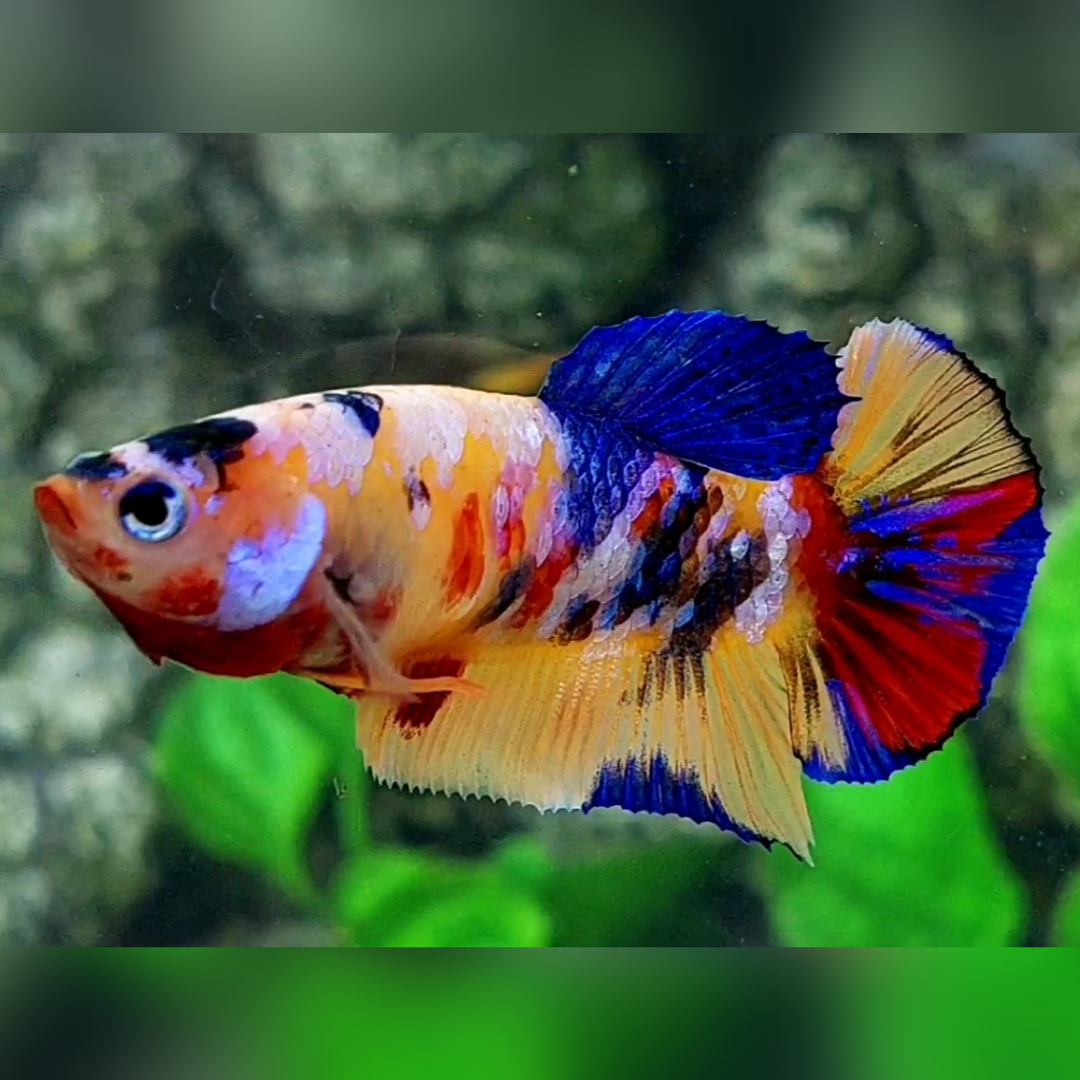 Multicolor Yellowbase Galaxy HMPK Female For Sorority / Breed