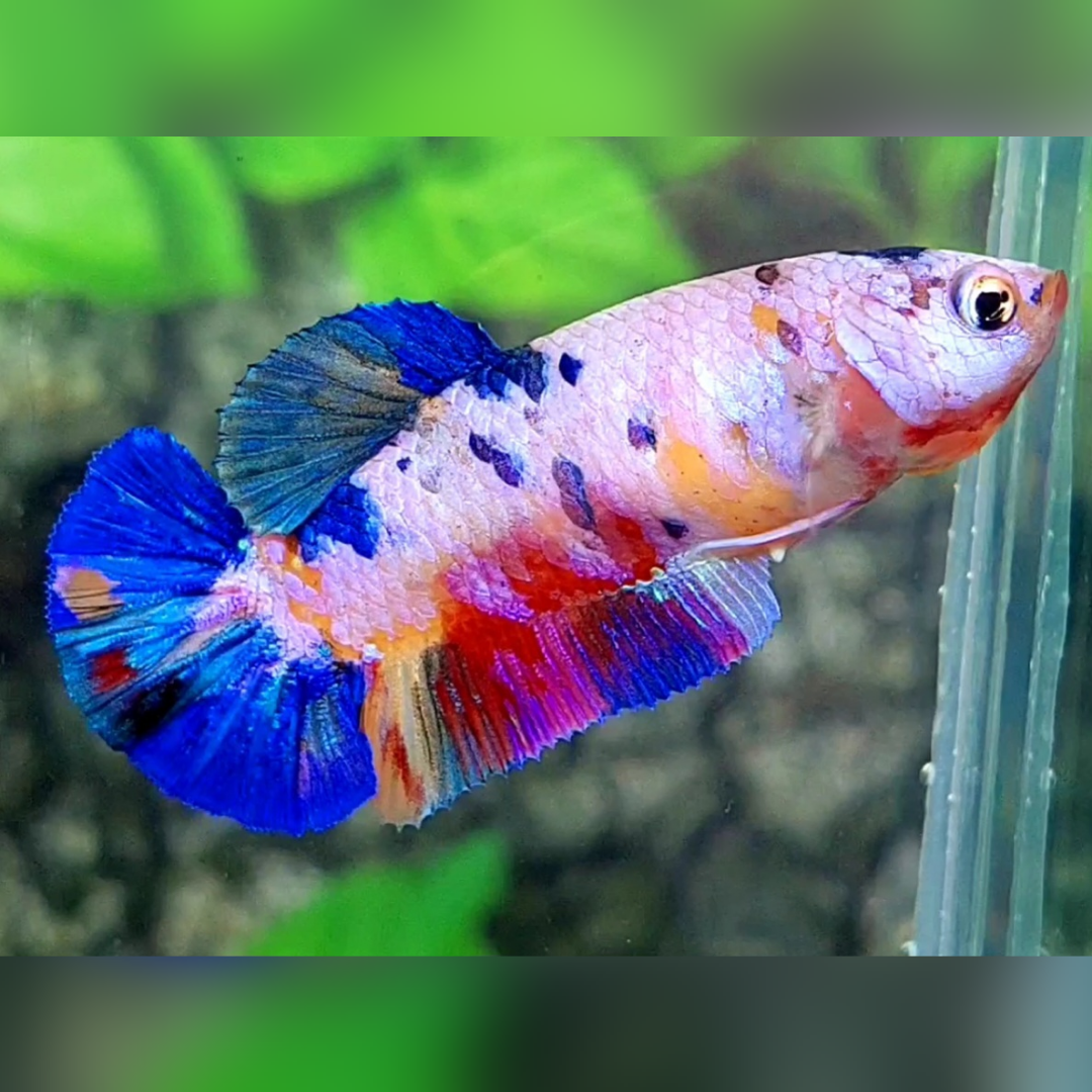 Multicolor Candy Pink HMPK Female For Sorority / Breed
