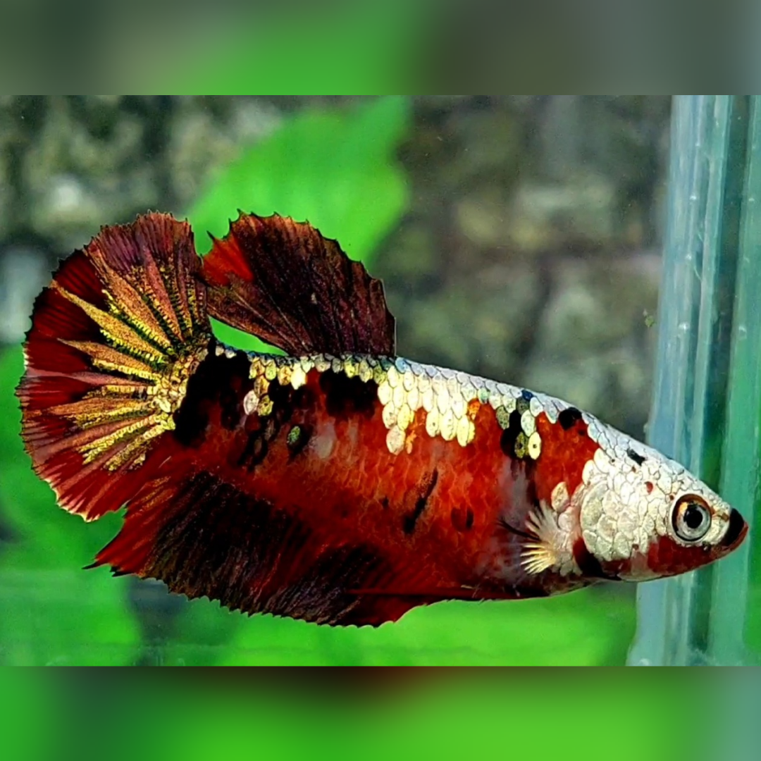Red Koi Tiger Copper Galaxy HMPK Female For Sorority / Breed #RKC
