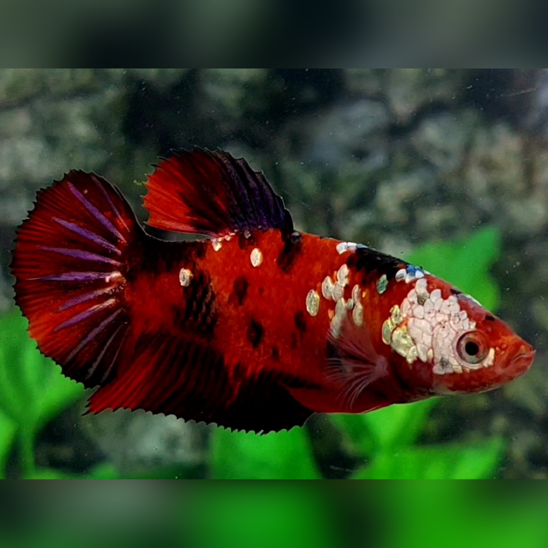 Red Tiger Copper Galaxy HMPK Female For Sorority / Breed