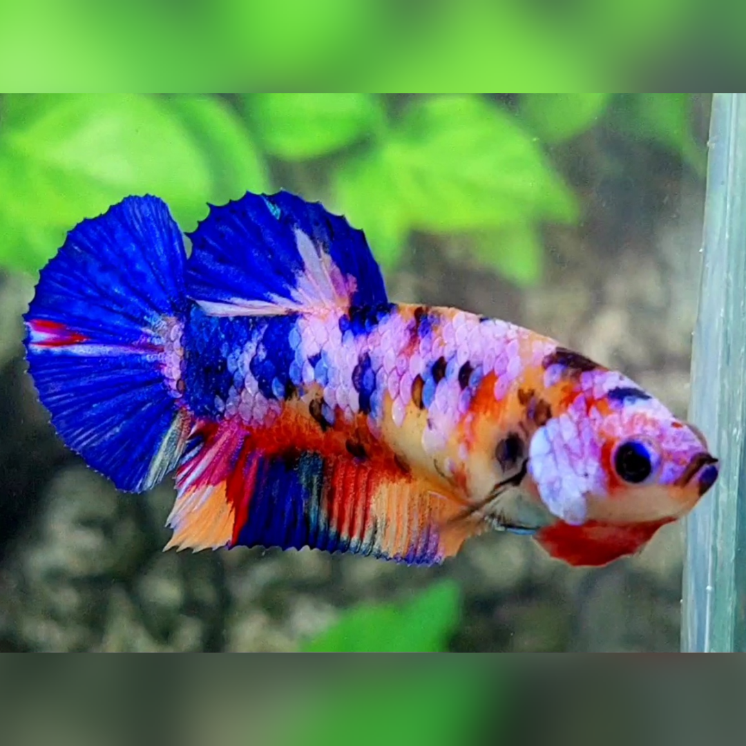 Multicolor Candy Galaxy HMPK Female For Sorority / Breed