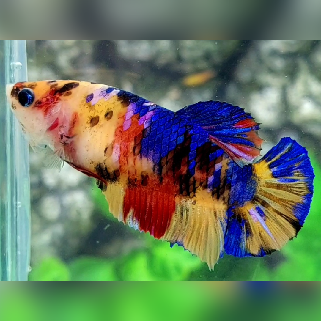 Multicolor Yellowbase Candy Galaxy HMPK Female For Sorority / Breed