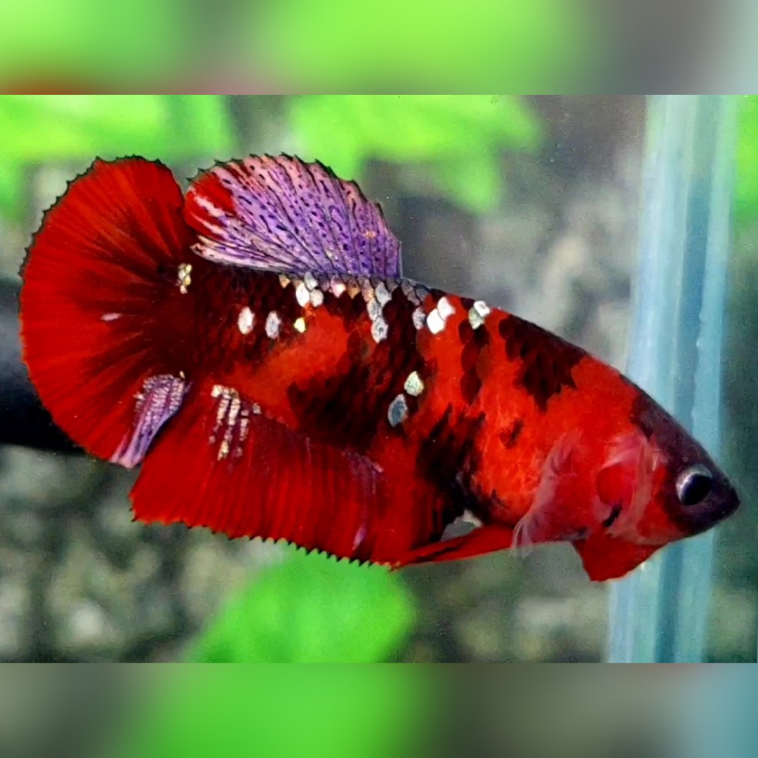 Red Tiger Copper Purple Galaxy HMPK Female For Sorority / Breed #RKC