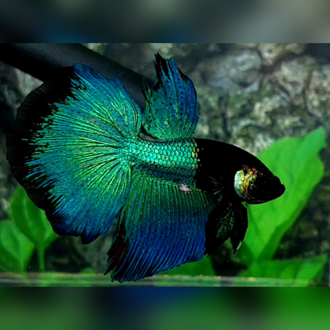Green Half Black Light Halfmoon Male
