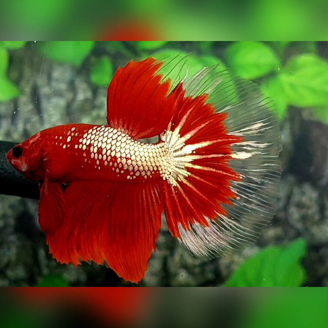 Red Fancy Copper Gold Halfmoon Male
