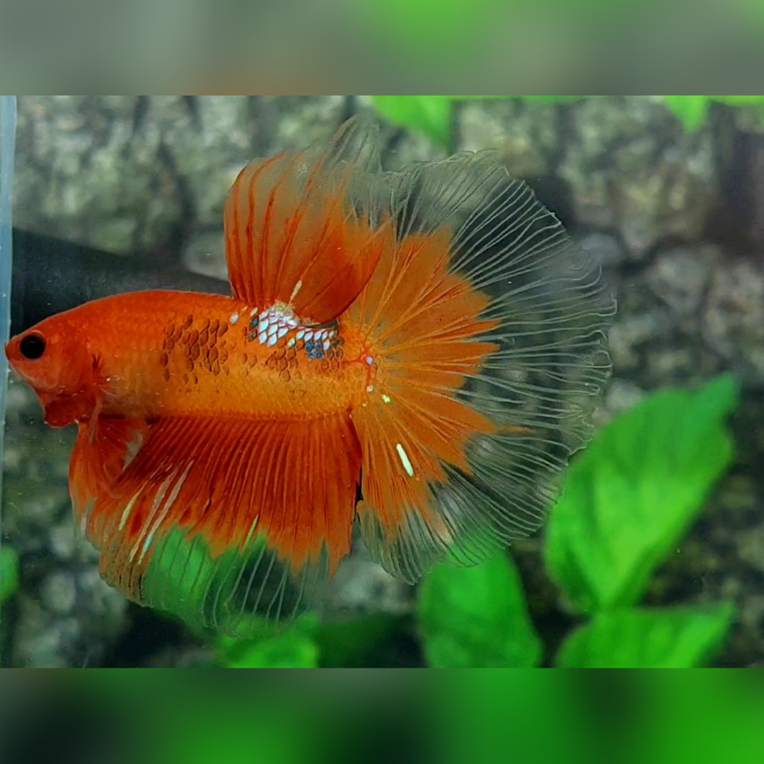 Orange Fancy Butterfly Halfmoon Male #cs