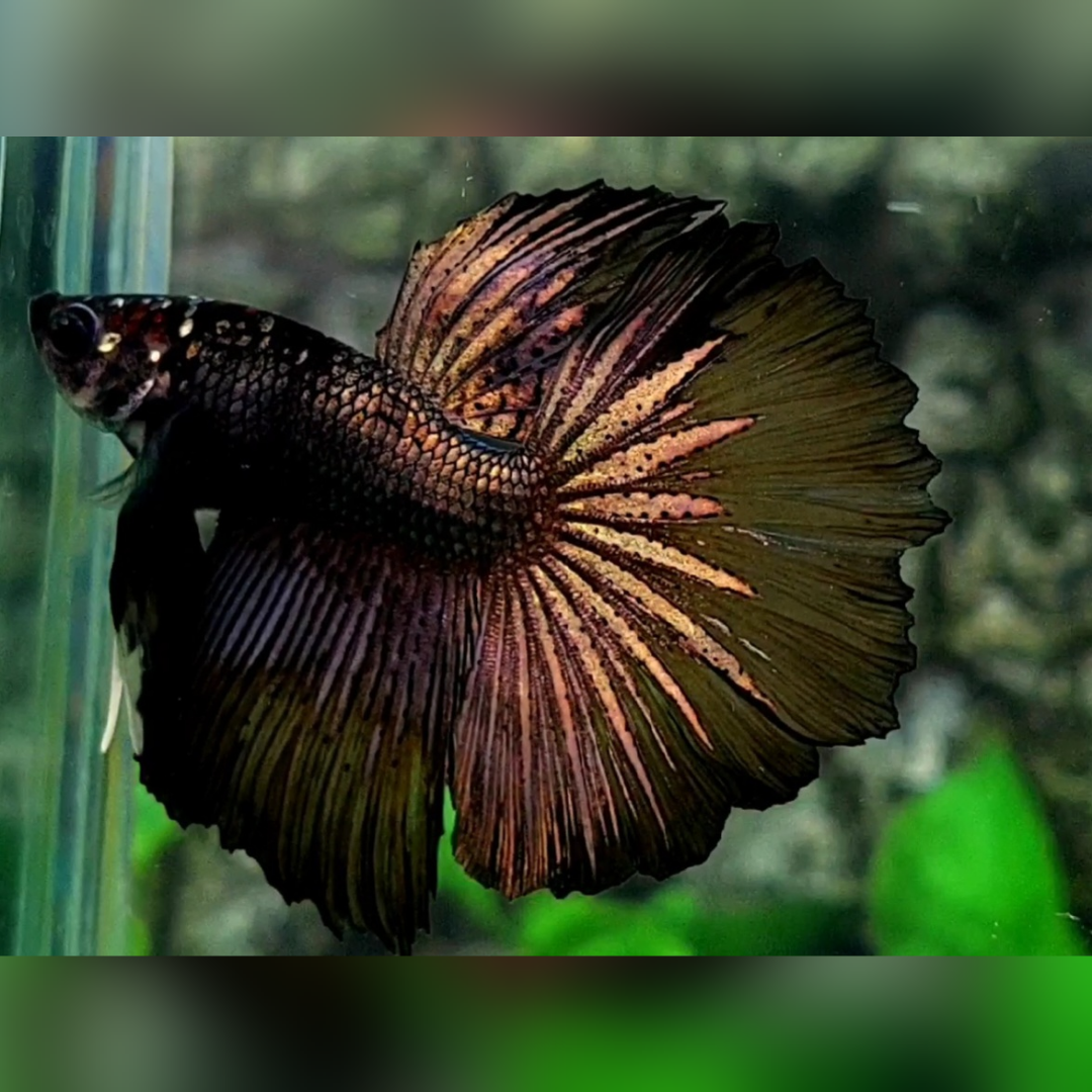Black Copper Gold Halfmoon Male