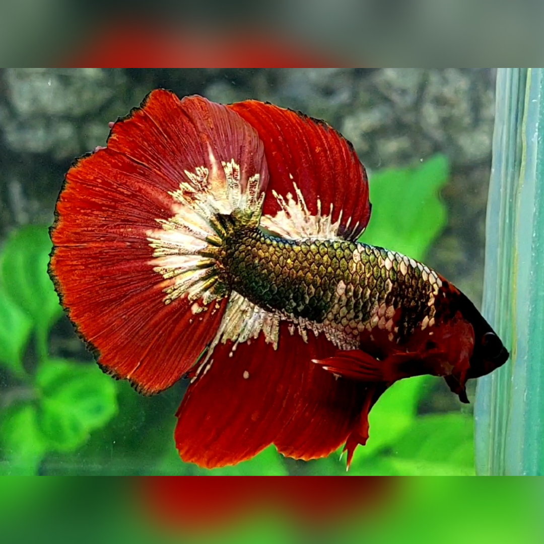 Red Copper Green Fancy Halfmoon Male