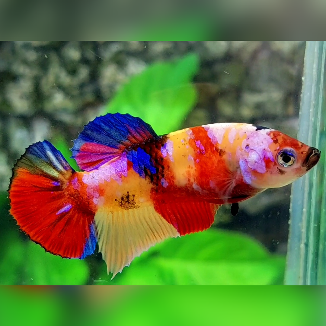 Multicolor Yellowbase Candy Galaxy HMPK Betta Fish Female For Sorority / Breed