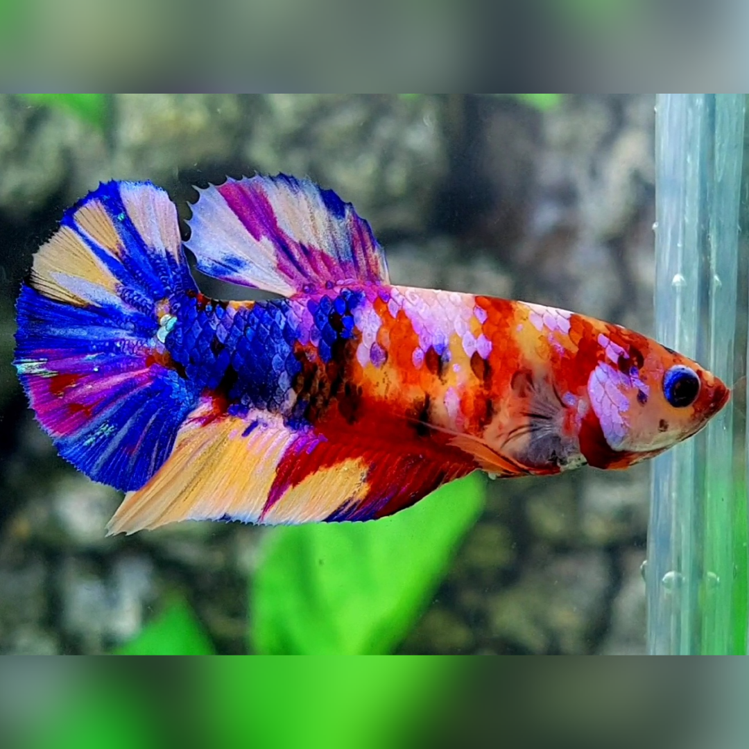 Multicolor Yellowbase Candy Galaxy HMPK Female For Sorority / Breed