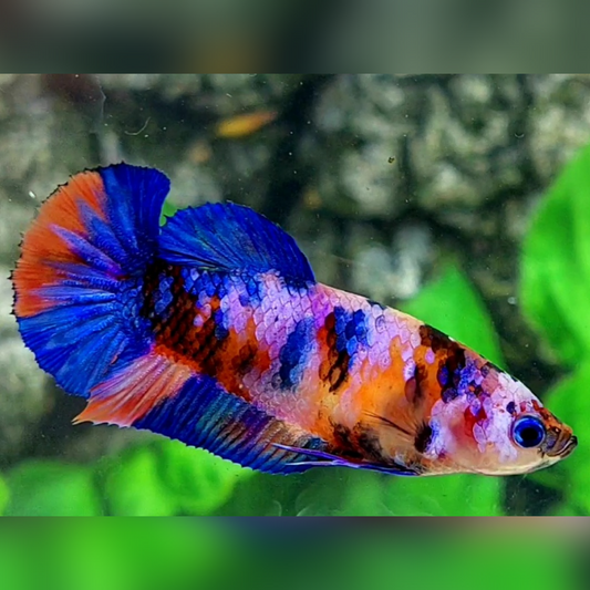 Multicolor Candy Galaxy HMPK Betta Fish Female For Sorority / Breed
