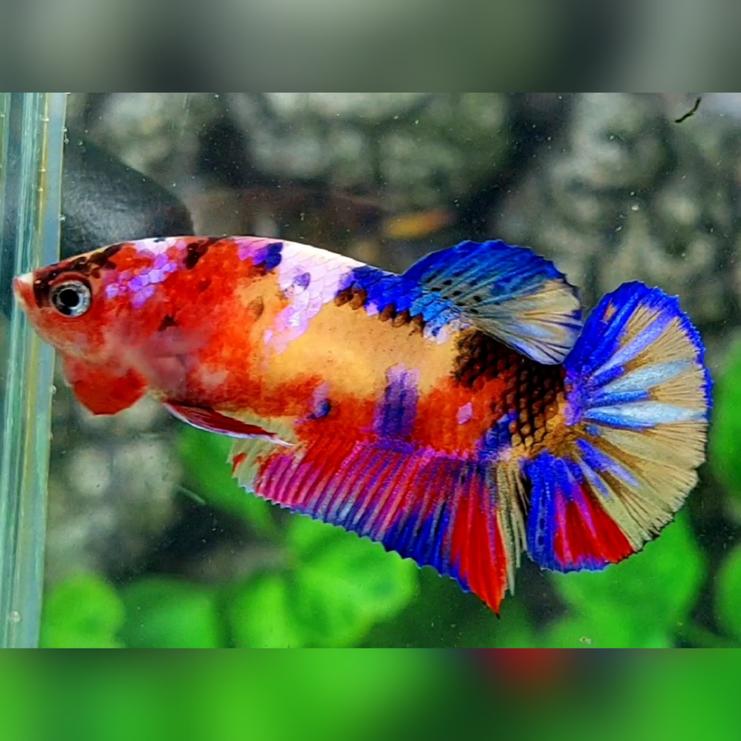 Multicolor Yellowbase Candy Galaxy HMPK Female For Sorority / Breed