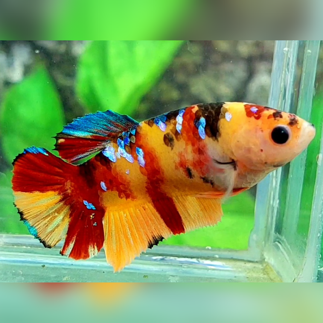 Multicolor Yellowbase Galaxy HMPK Female For Sorority / Breed