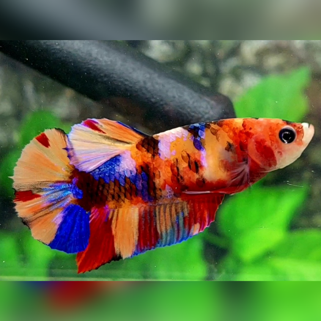 Multicolor Candy Galaxy HMPK Female For Sorority / Breed
