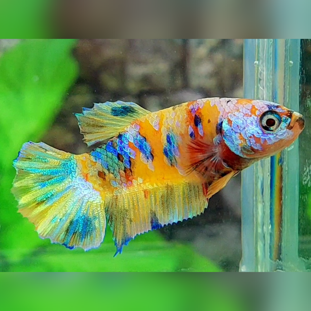 Multicolor Yellowbase Galaxy HMPK Female For Sorority / Breed