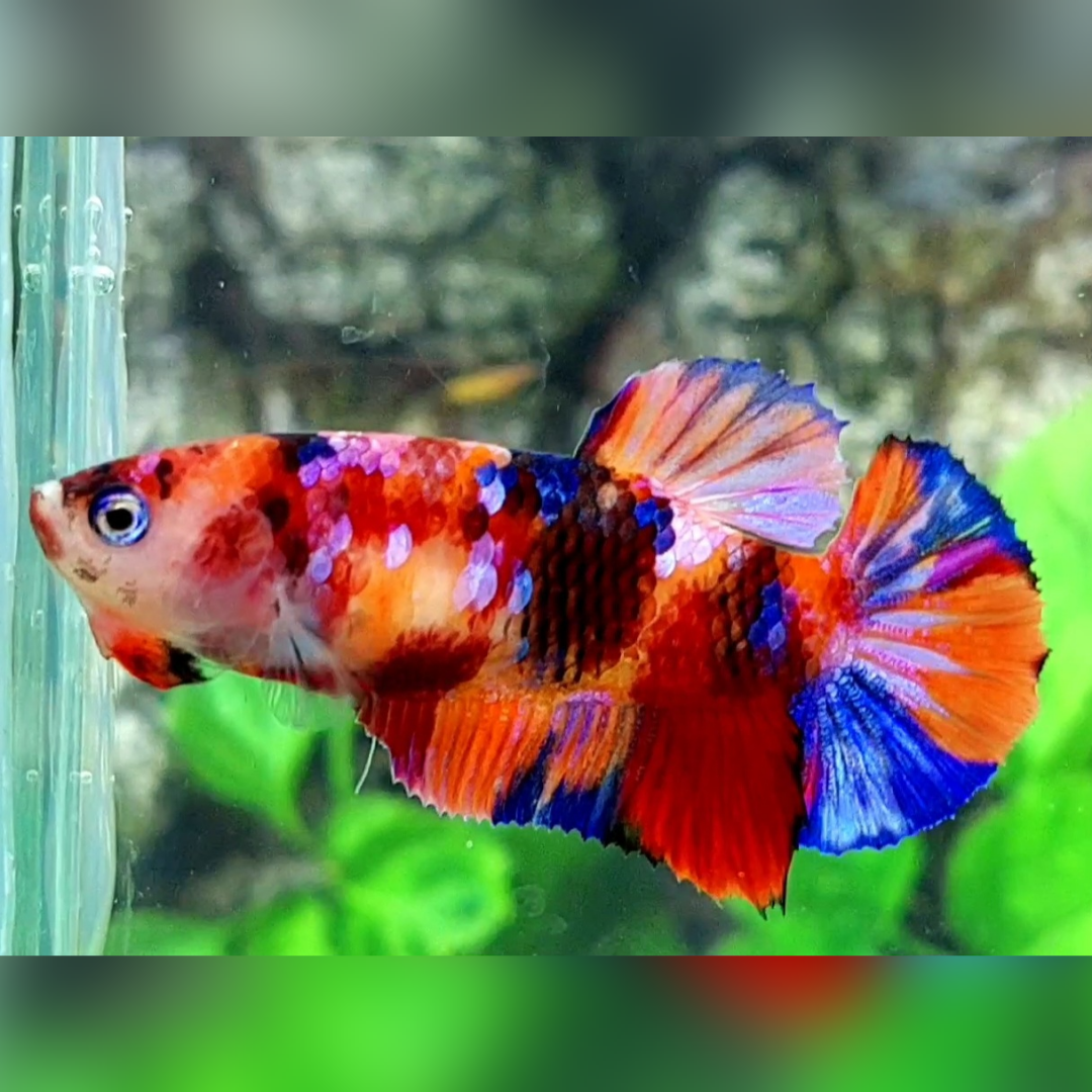 Multicolor Candy Galaxy HMPK Female For Sorority / Breed