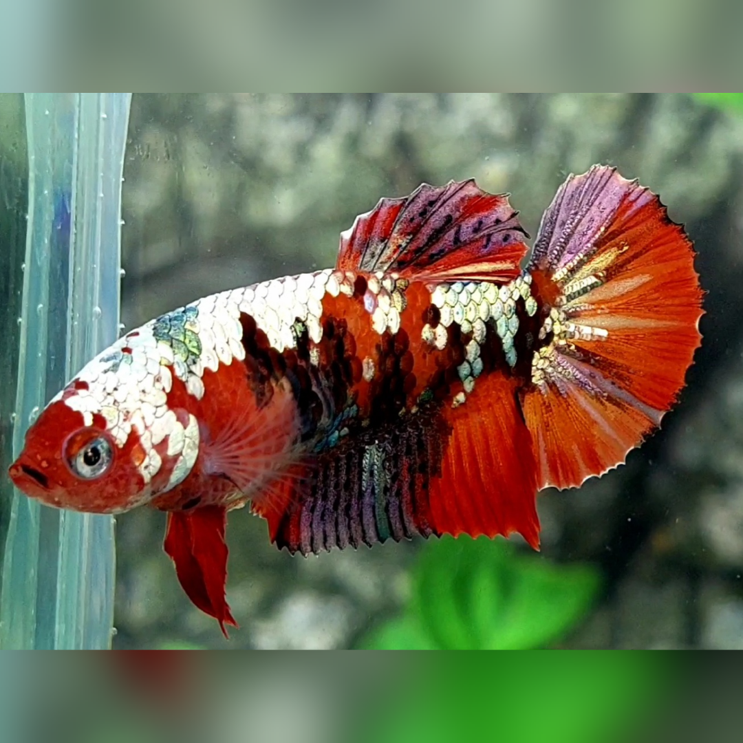 Red Koi Tiger Copper Purple Galaxy HMPK Betta Fish Female For Sorority / Breed #RKC