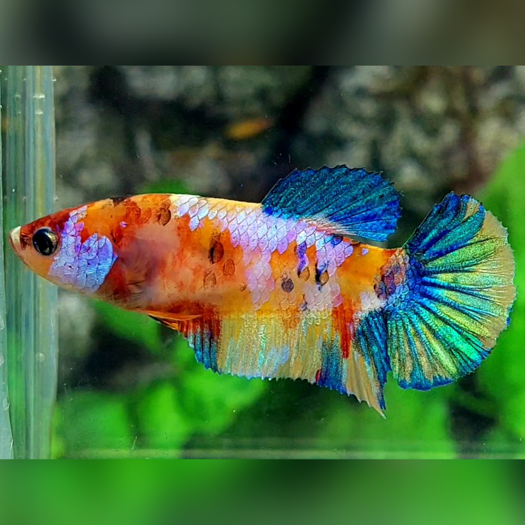 Multicolor Yellowbase Candy Galaxy HMPK Female For Sorority / Breed