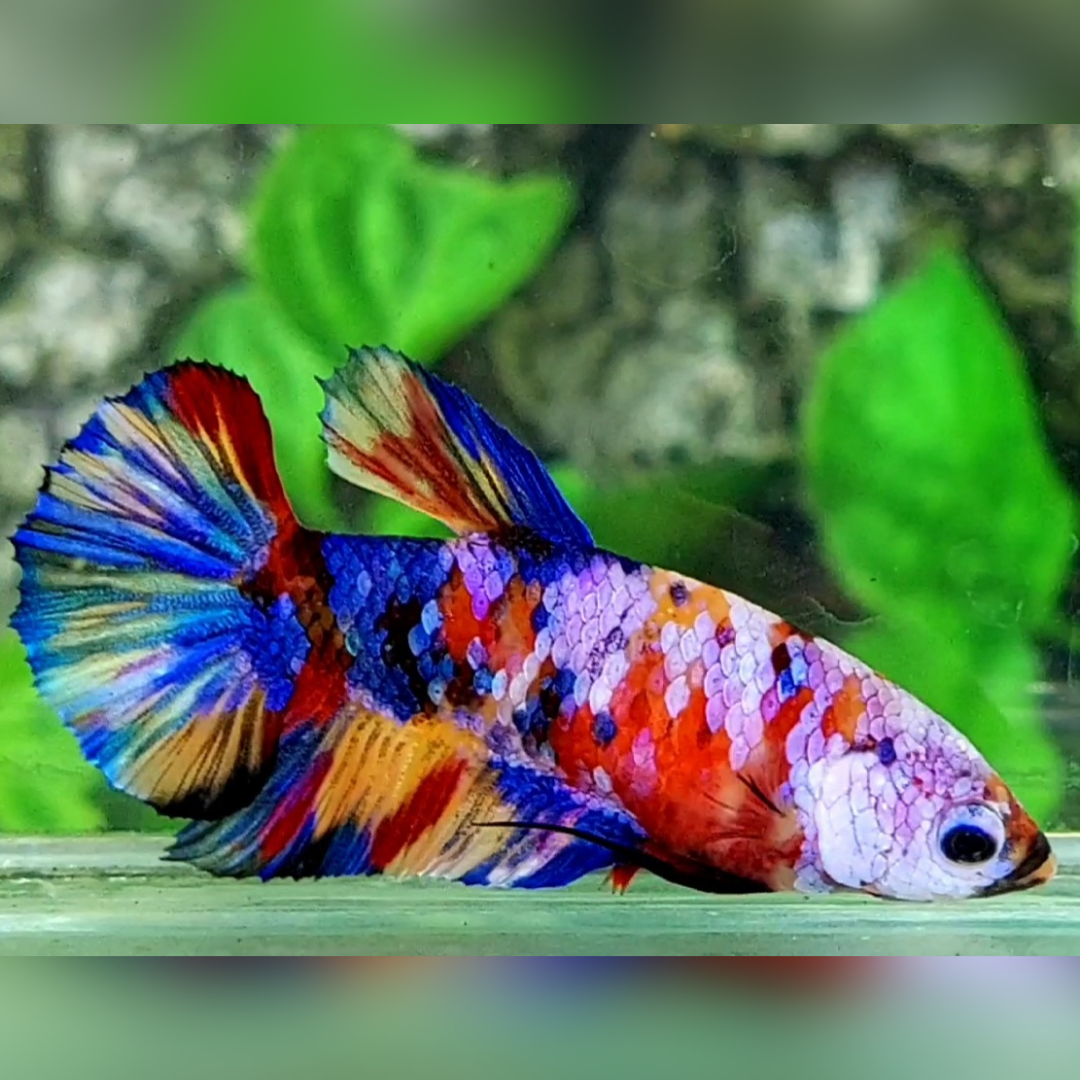 Multicolor Candy Galaxy HMPK Female For Sorority / Breed