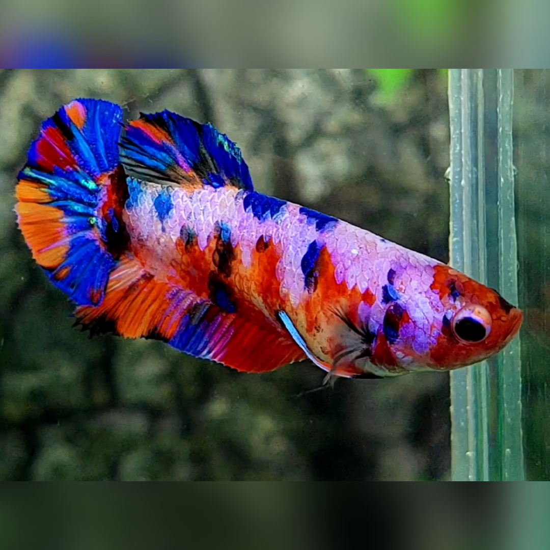 Multicolor Purple Pink Candy Galaxy HMPK Female For Sorority / Breed