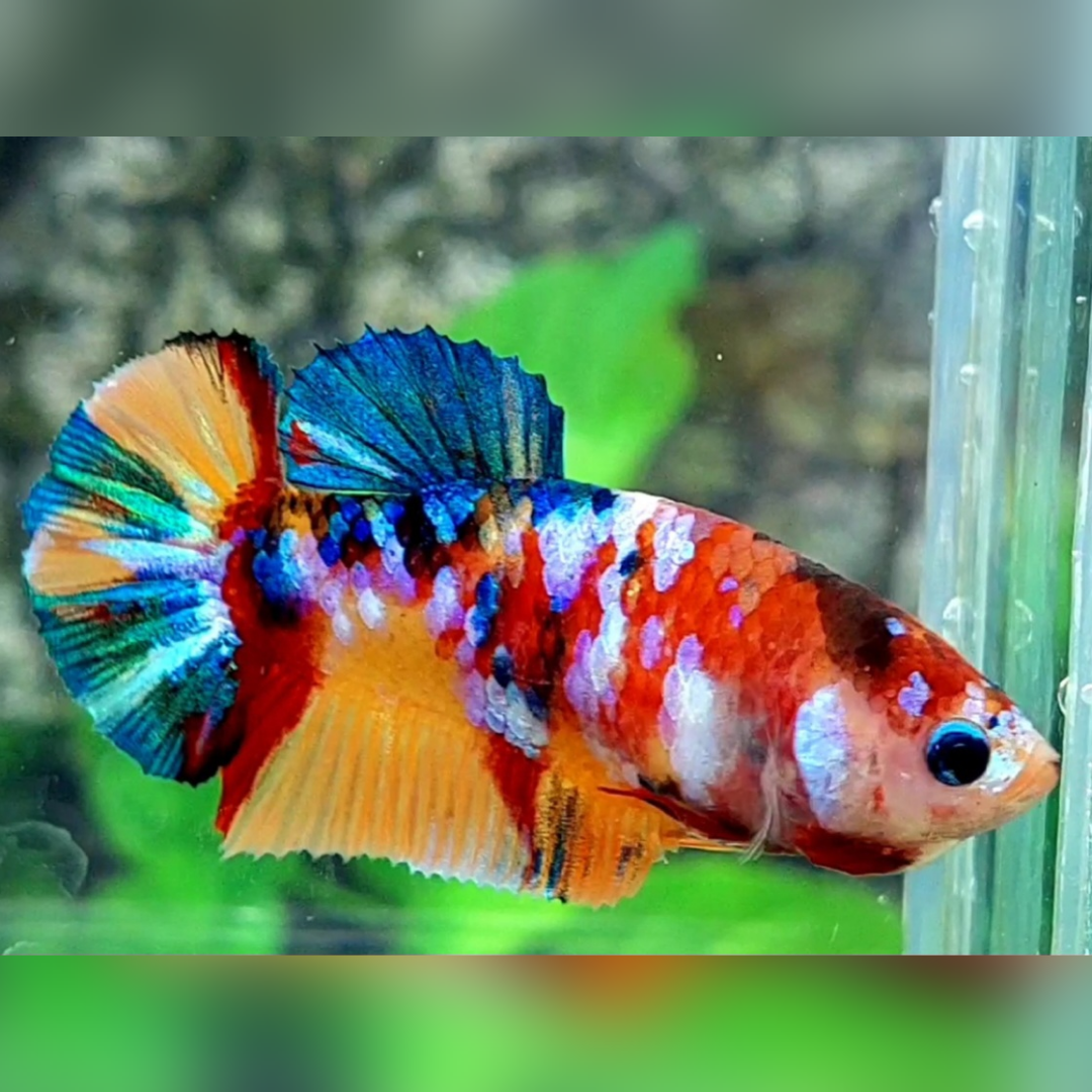 Multicolor Galaxy HMPK Female For Sorority / Breed