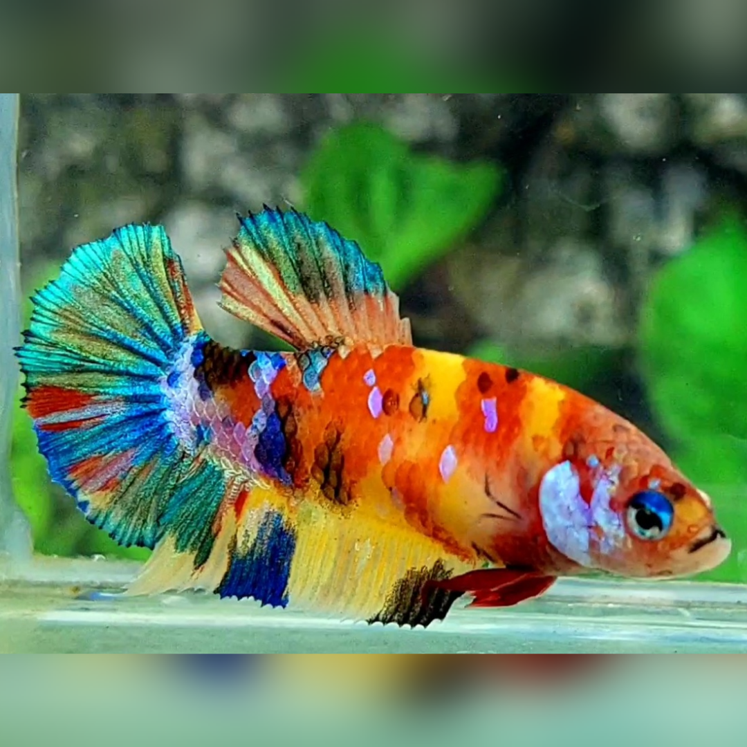 Multicolor Yellowbase Galaxy HMPK Female For Sorority / Breed