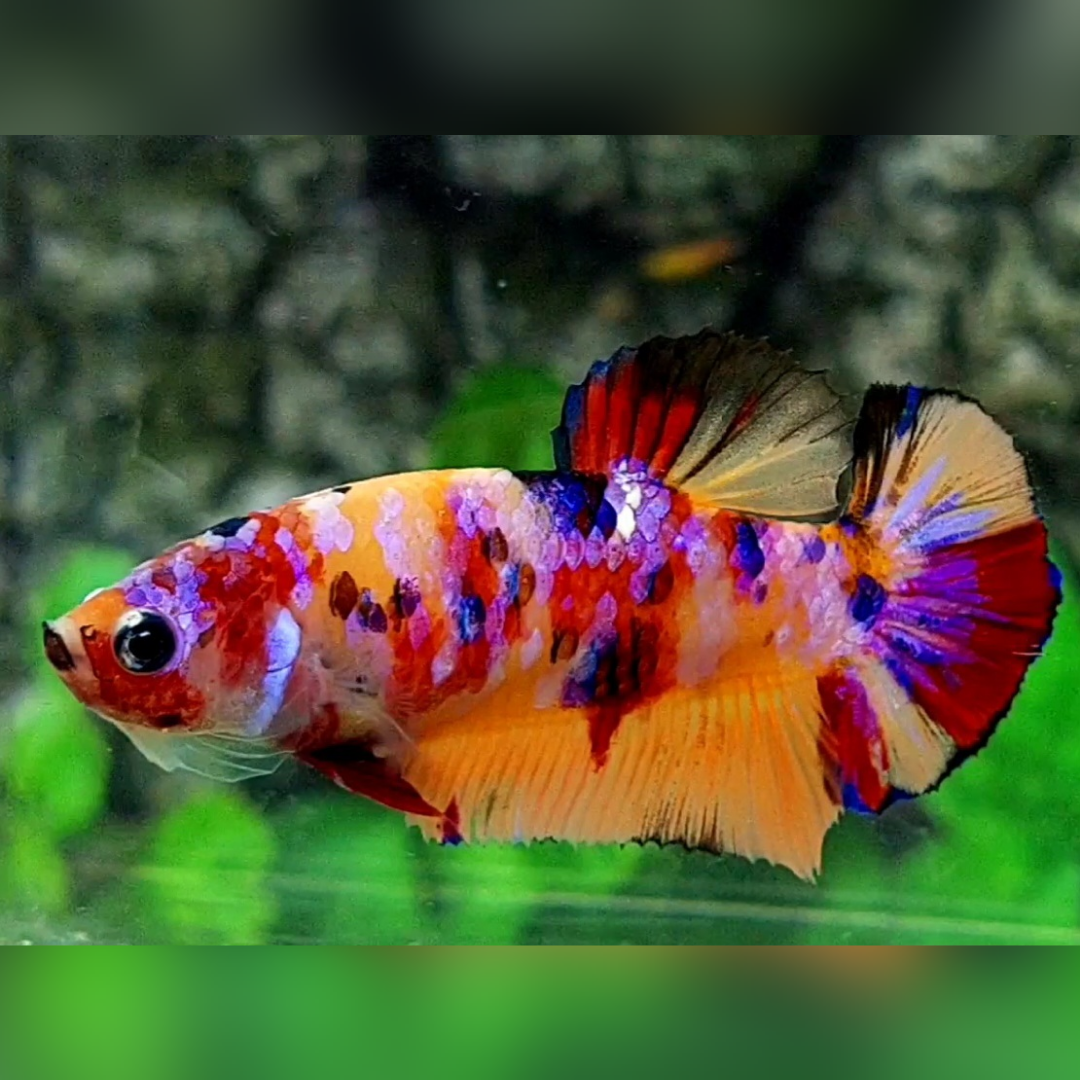 Multicolor Yellowbase Candy Galaxy HMPK Female For Sorority / Breed