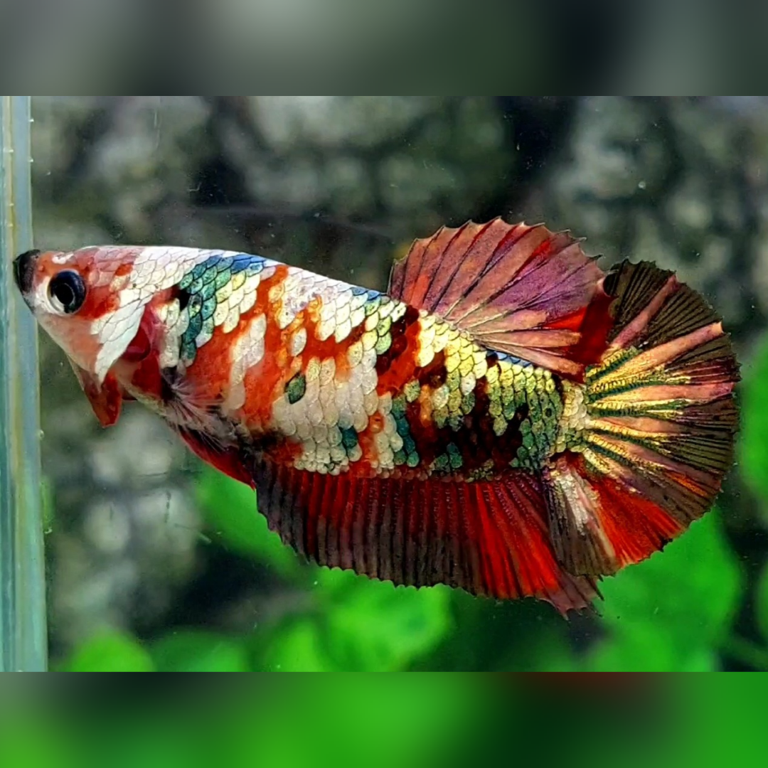 Koi Copper Green Gold Galaxy HMPK Female For Sorority / Breed