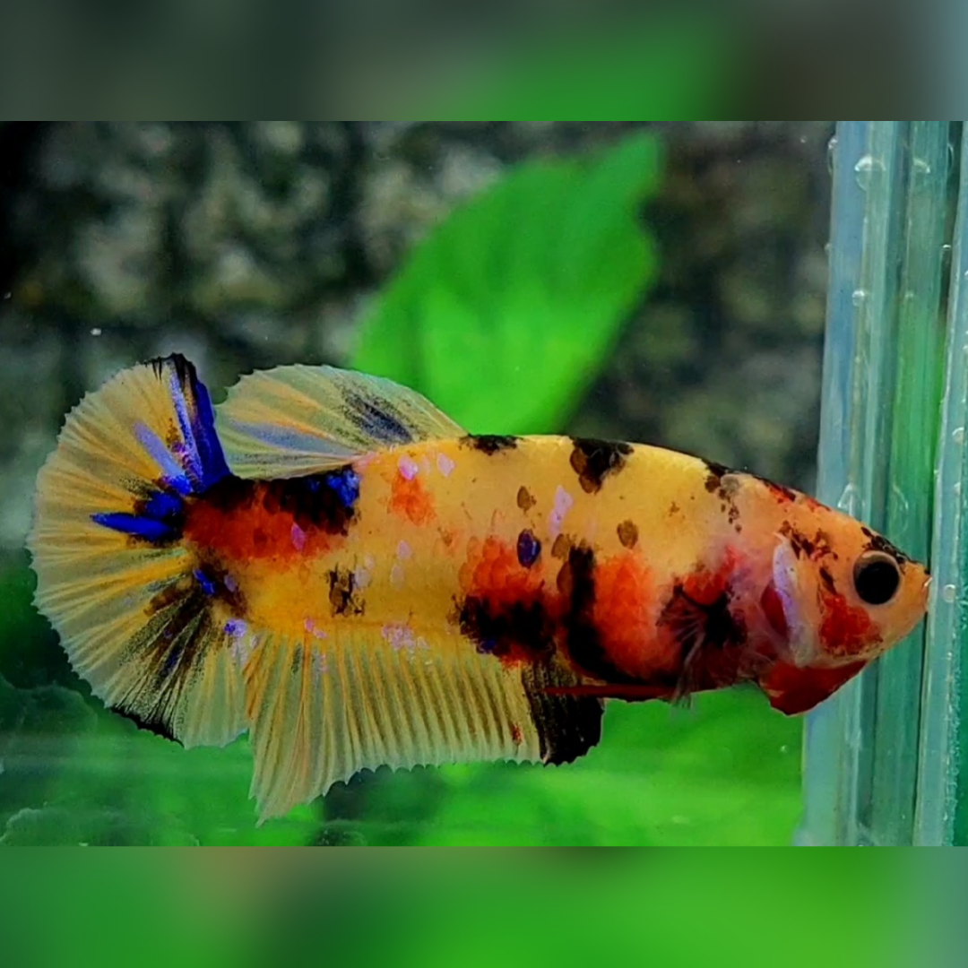 Multicolor Yellowbase Tiger HMPK Female For Sorority / Breed