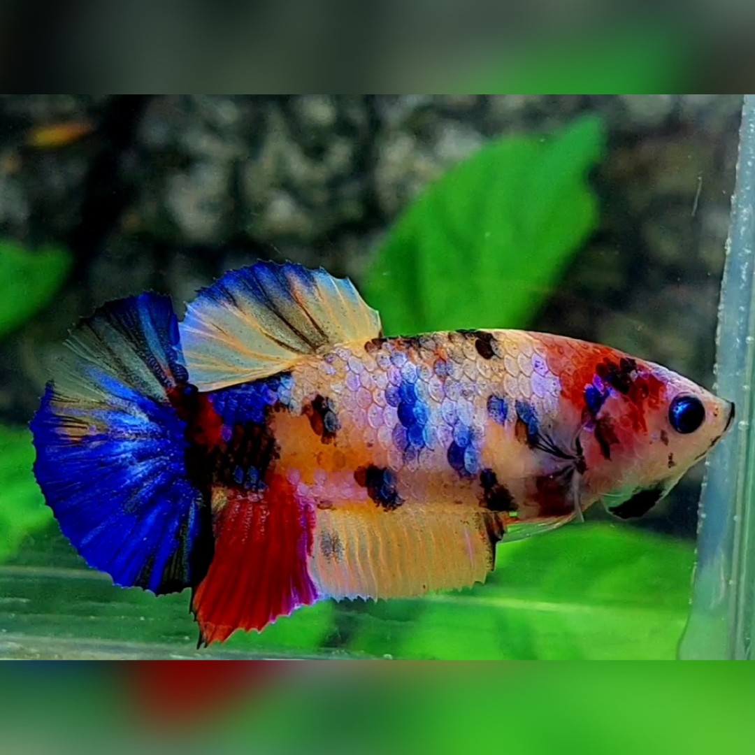 Multicolor Galaxy HMPK Female For Sorority / Breed
