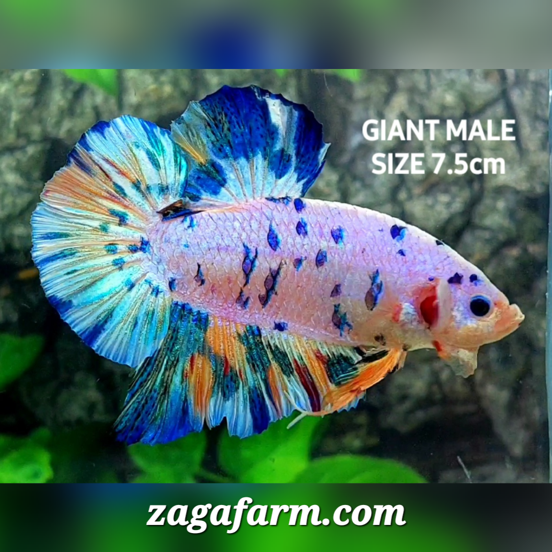 Multicolor Metalic Dalmation Pink Candy JUMBO GIANT HMPK Male