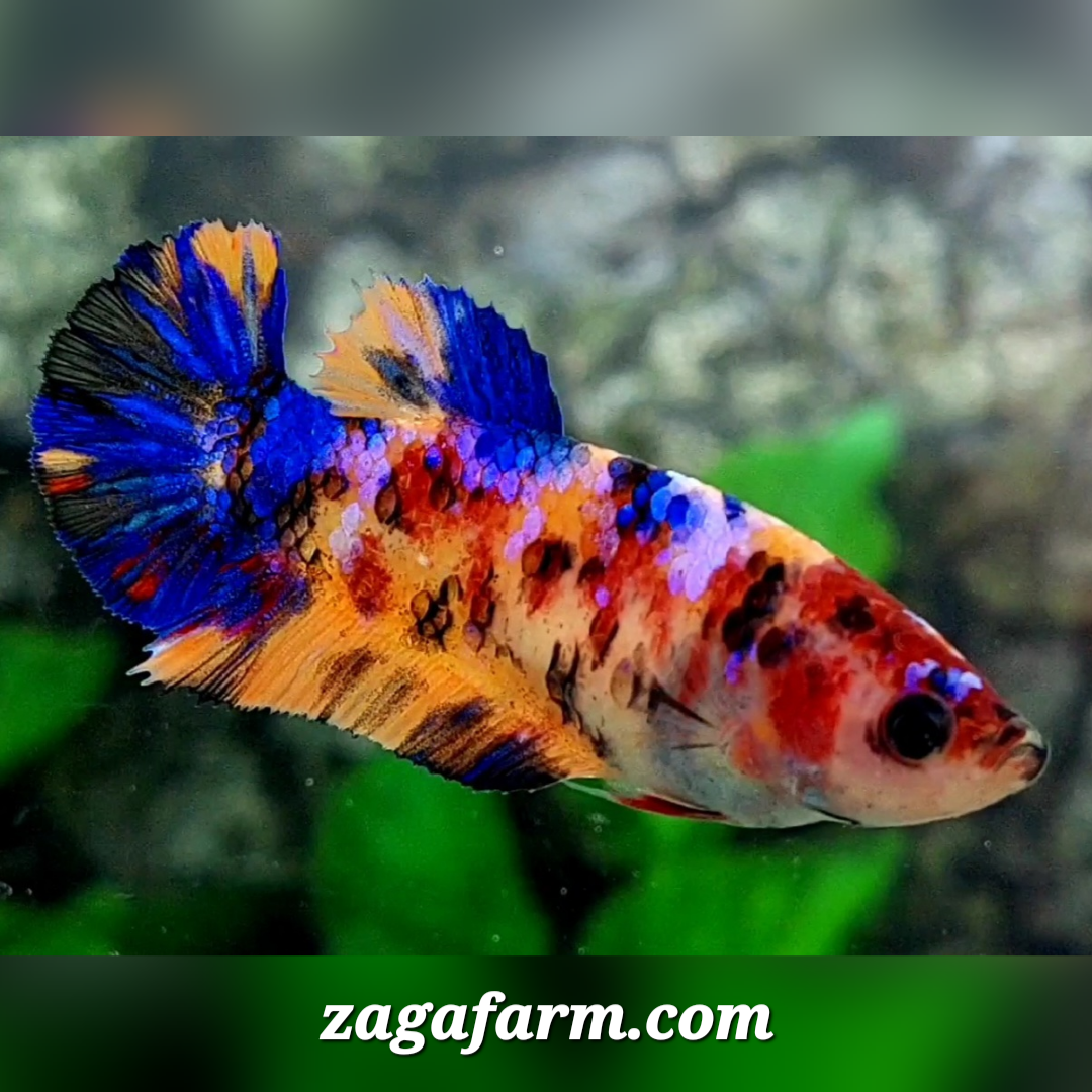 Multicolor Candy Galaxy HMPK Female For Sorority / Breed