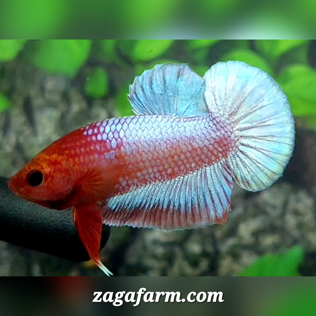Red Head Fancy Skyblue HMPK Male