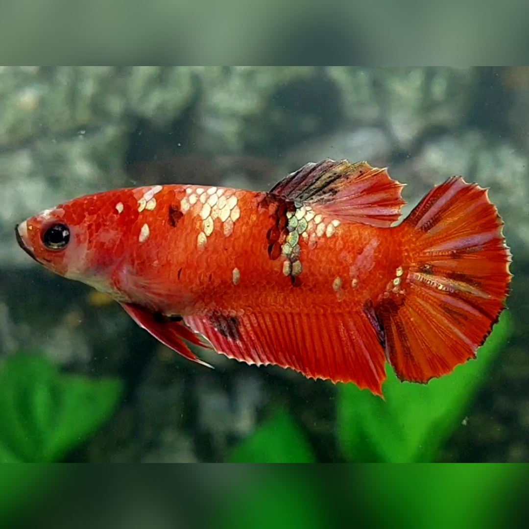 Red Copper Gold Galaxy HMPK Female For Sorority / Breed #RKC