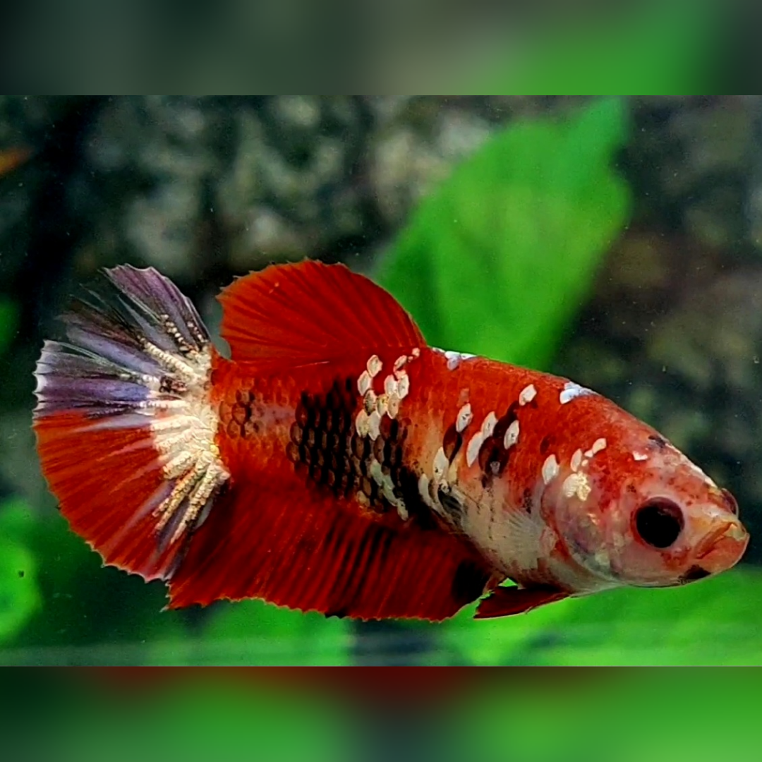 Red Koi Copper Tiger Galaxy HMPK Female For Sorority / Breed #RKC