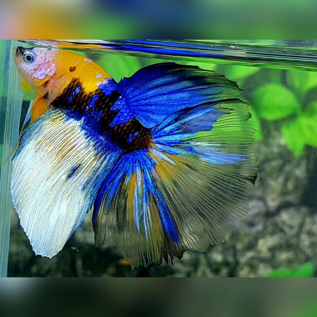 Yellow Tiger Blue Galaxy Halfmoon Male #YKG
