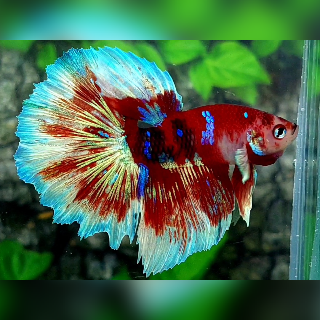Red Barongsai Galaxy Halfmoon Male
